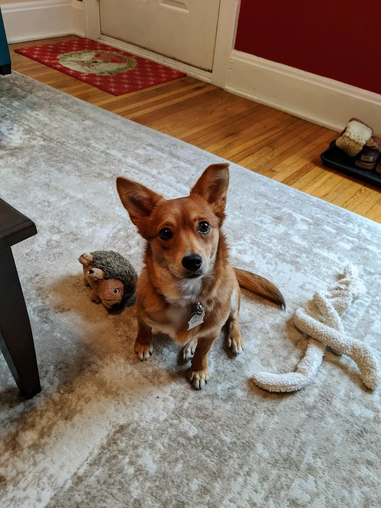 Out of This World Dog Training